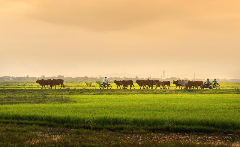 Những manh áo cũ